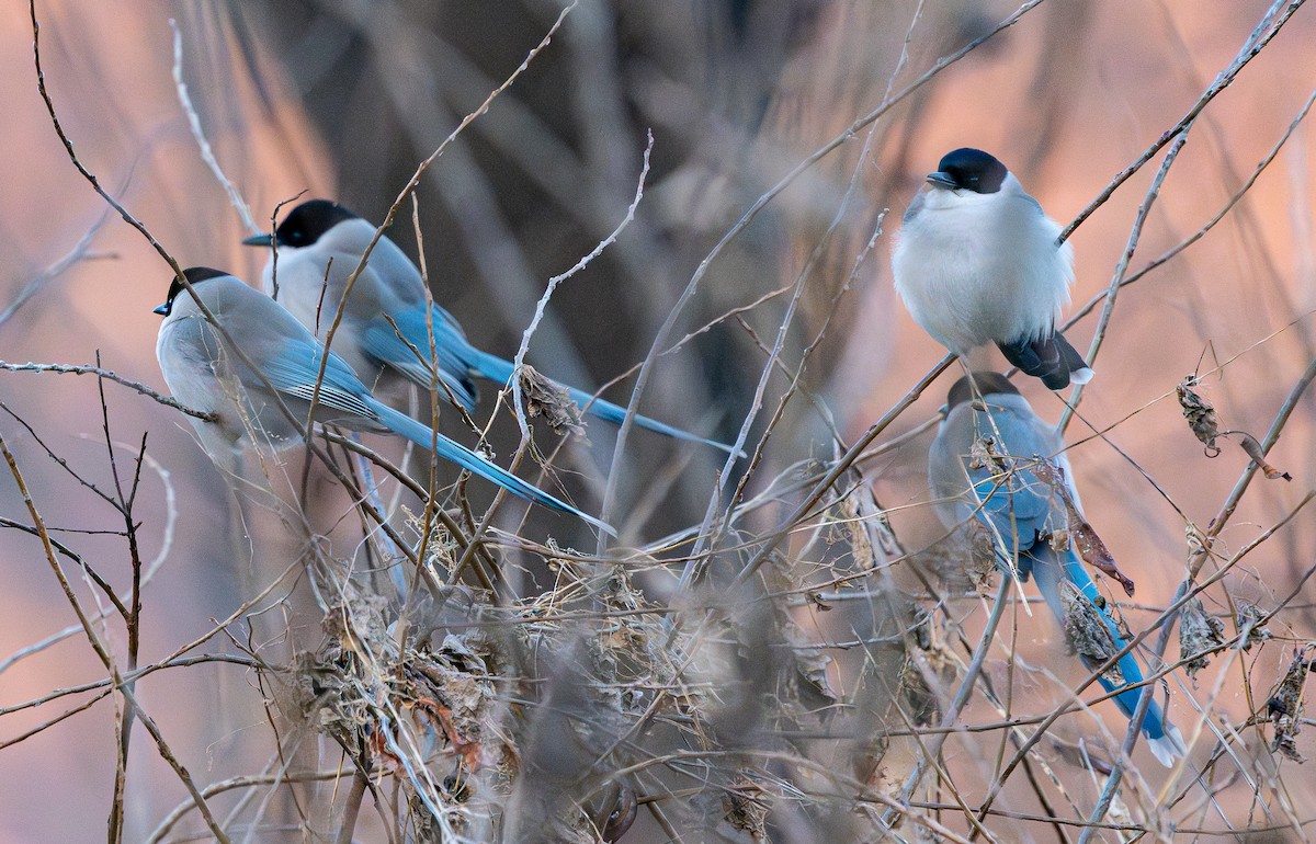 Azure-winged Magpie - ML649386421