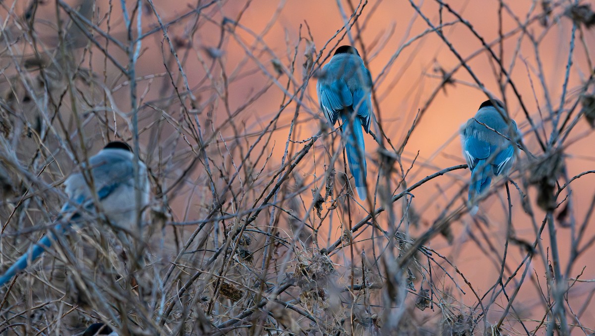 Azure-winged Magpie - ML649386423