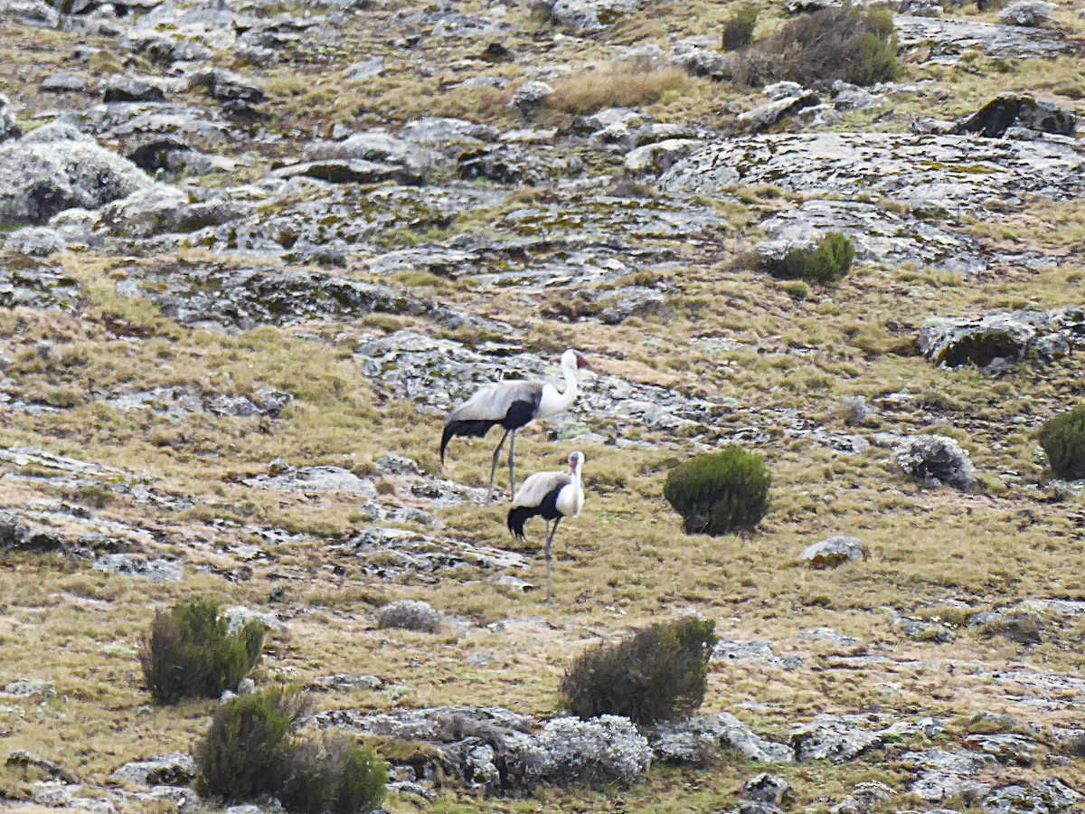 ホオカザリヅル - ML649386472