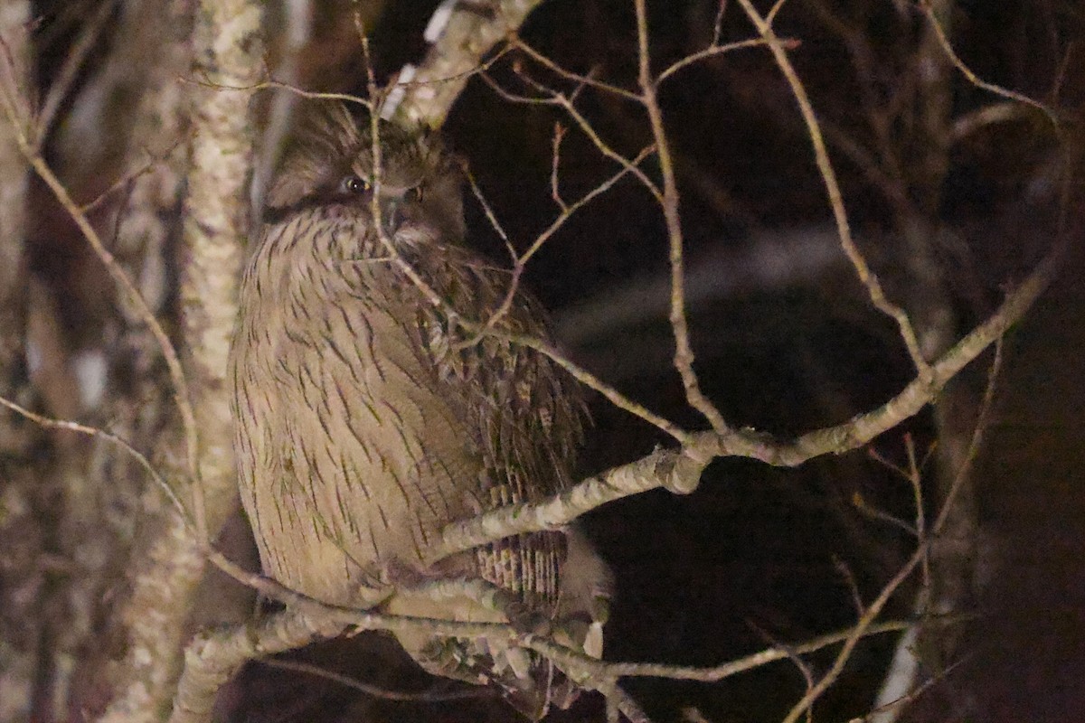 Blakiston's Fish-Owl - ML649386533