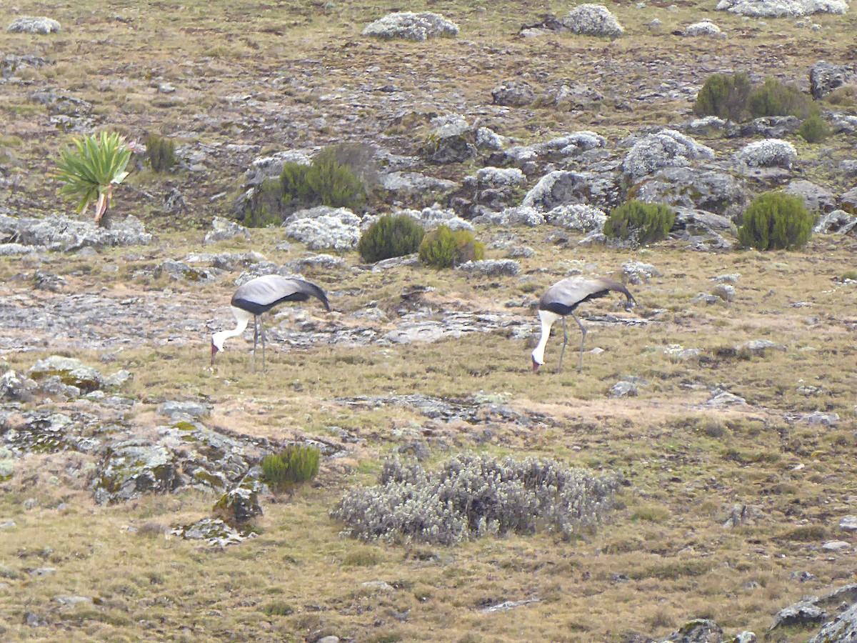 ホオカザリヅル - ML649386682