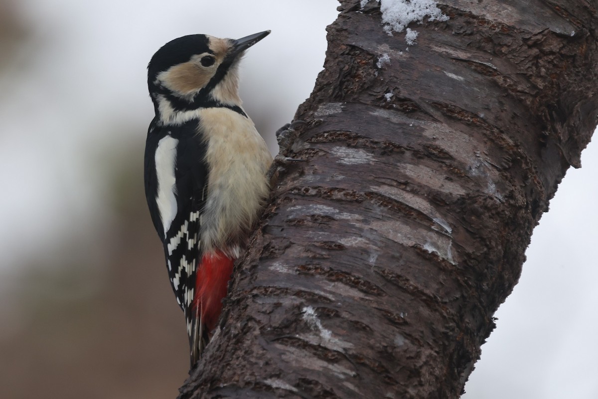 Great Spotted Woodpecker - ML649386725