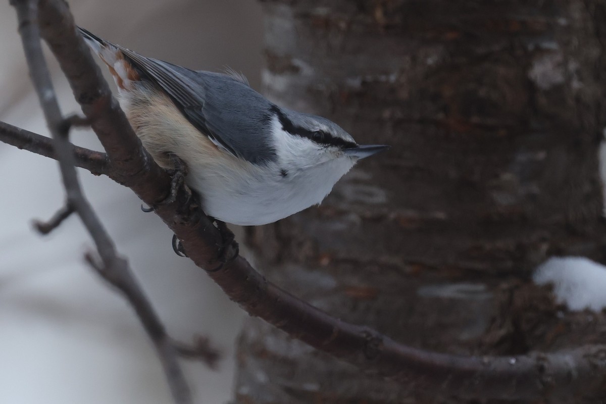 茶腹鳾 - ML649386760