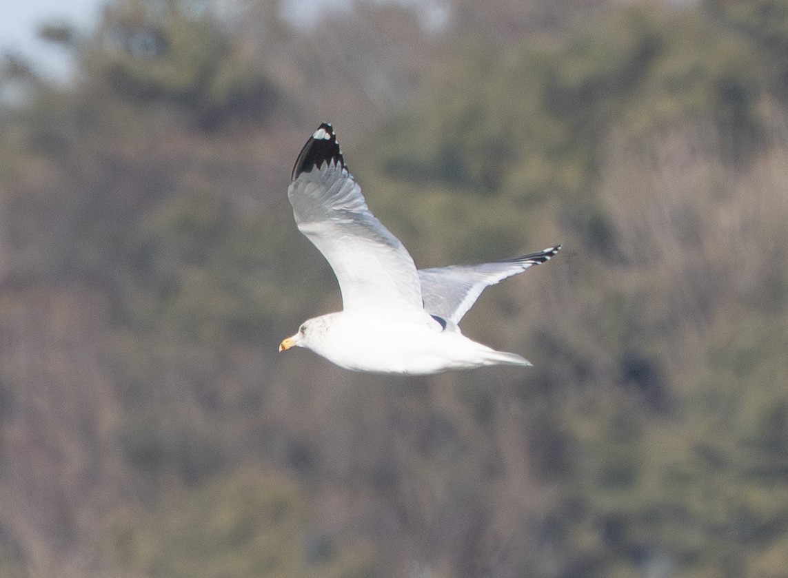 Mongolian Gull - 민호Min-Ho 김Kim