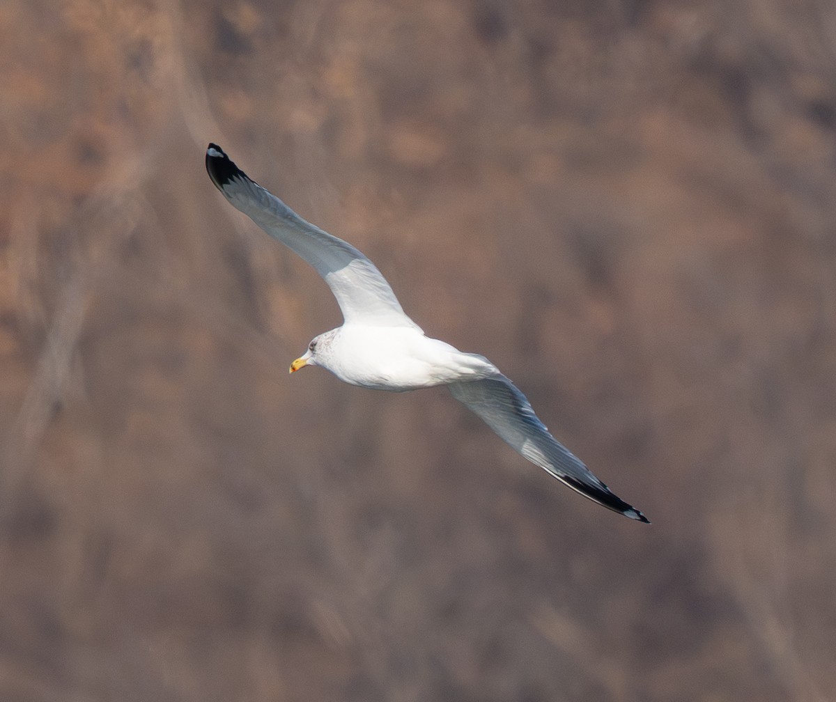 Mongolian Gull - ML649386770