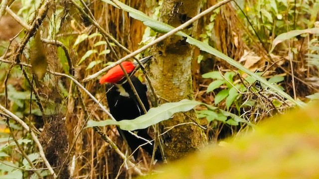 Хохлатая желна - ML649386776