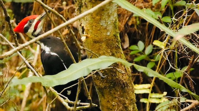 Хохлатая желна - ML649386777