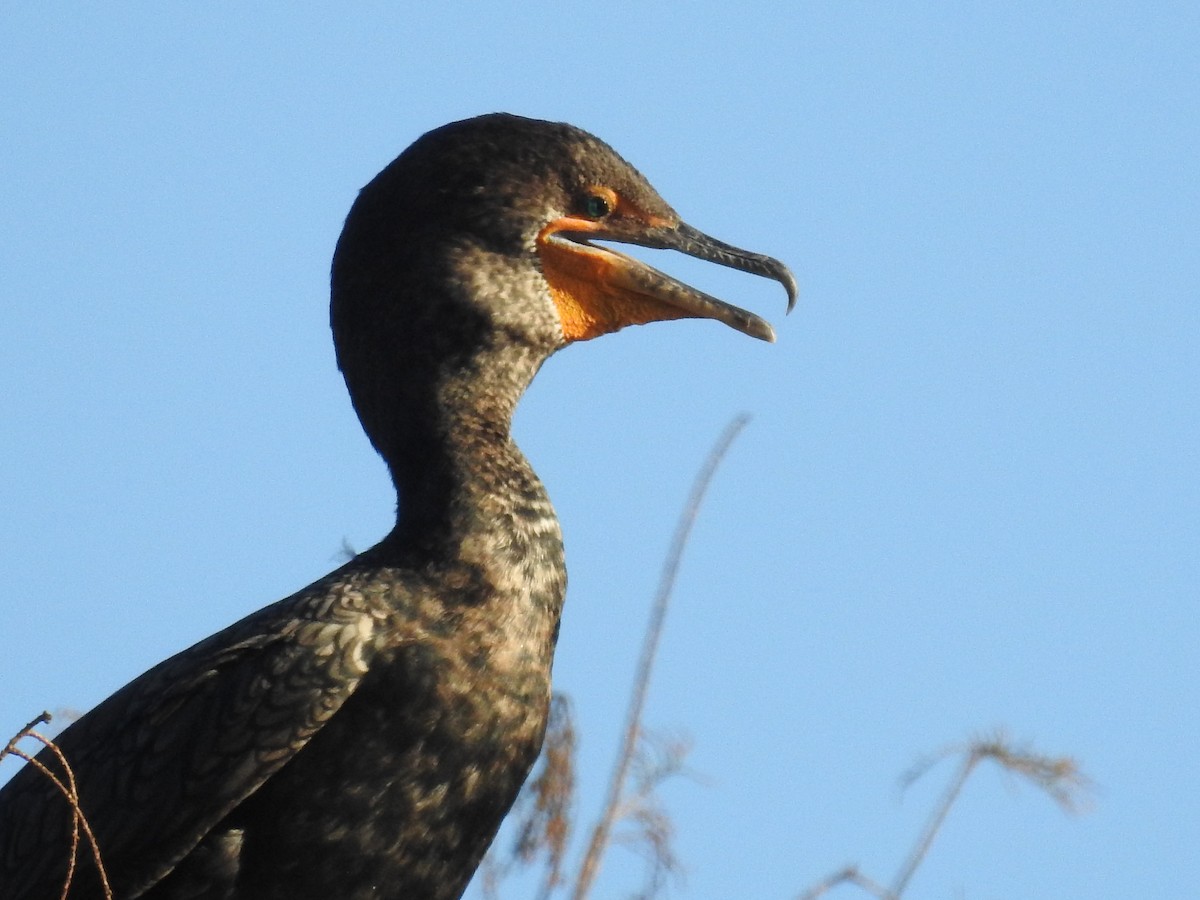 Cormoran à aigrettes - ML649386814