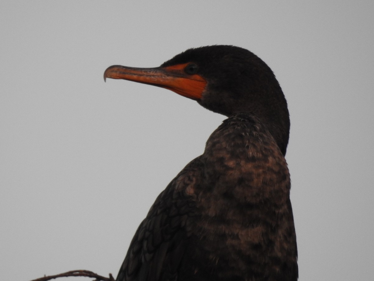 Cormoran à aigrettes - ML649386824