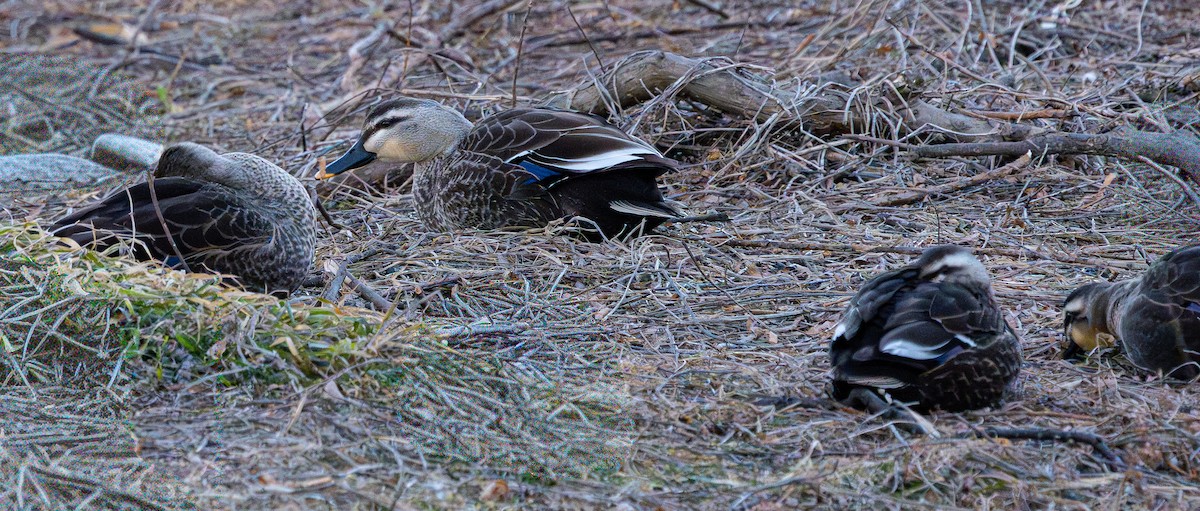 Eastern Spot-billed Duck - ML649386900