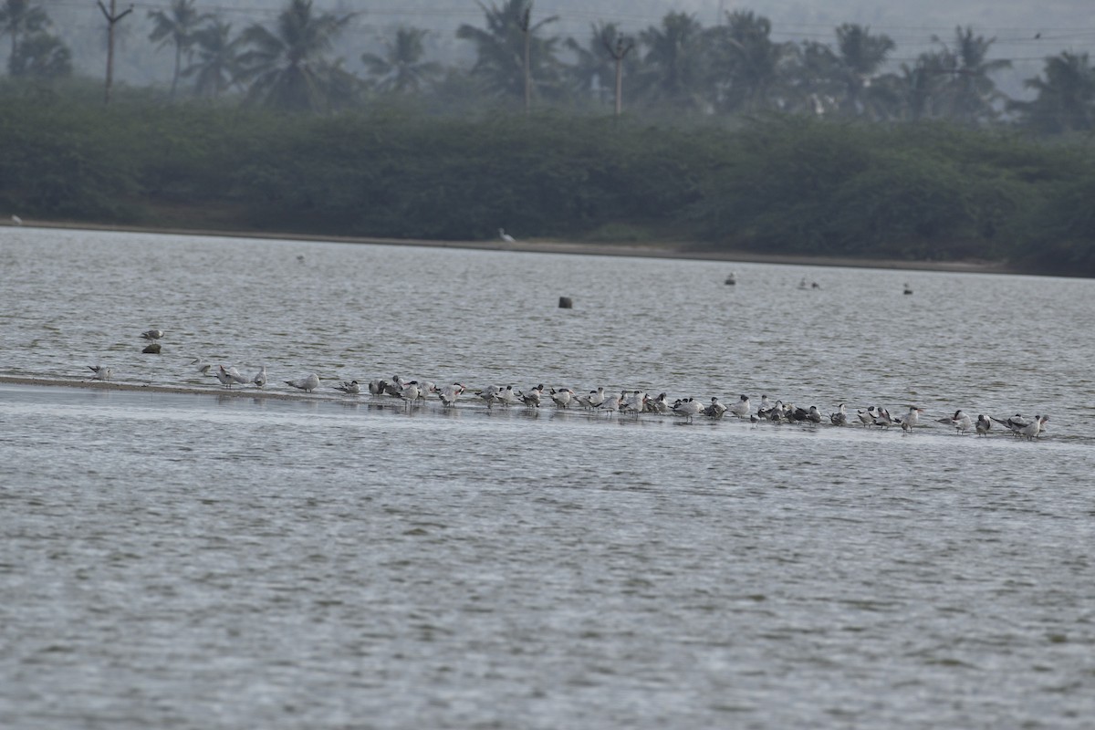 Caspian Tern - ML649387061