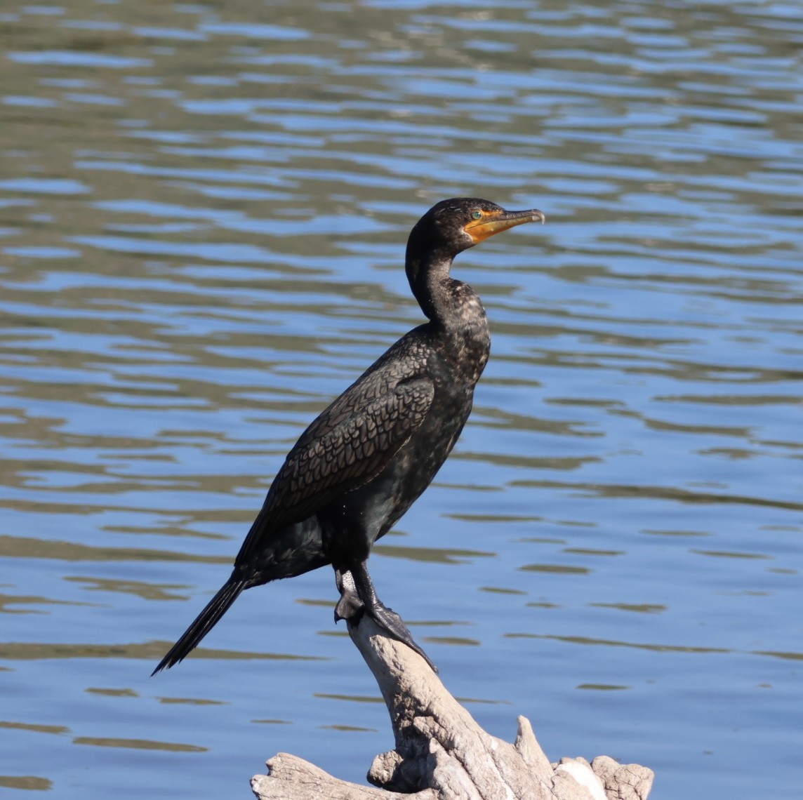 Cormoran à aigrettes - ML649387100