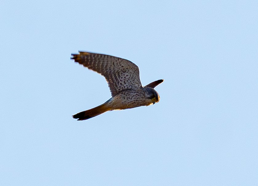 Eurasian Kestrel - ML649387293