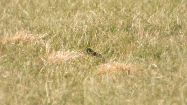 זרזיר מצוי - ML649387366