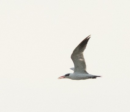 Caspian Tern - ML649387434