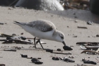 jespák písečný - ML649387661