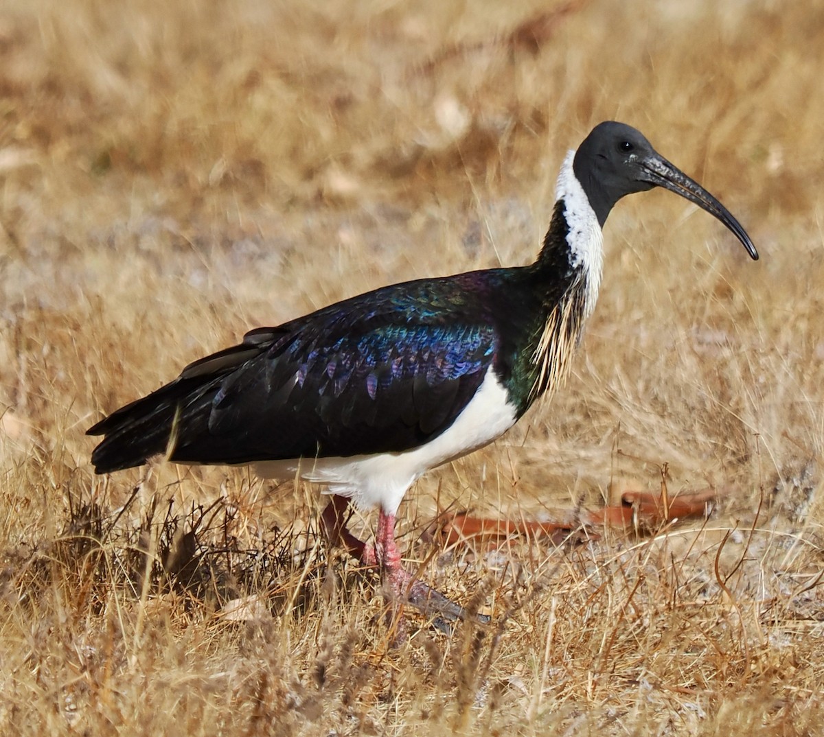 Straw-necked Ibis - ML649387723