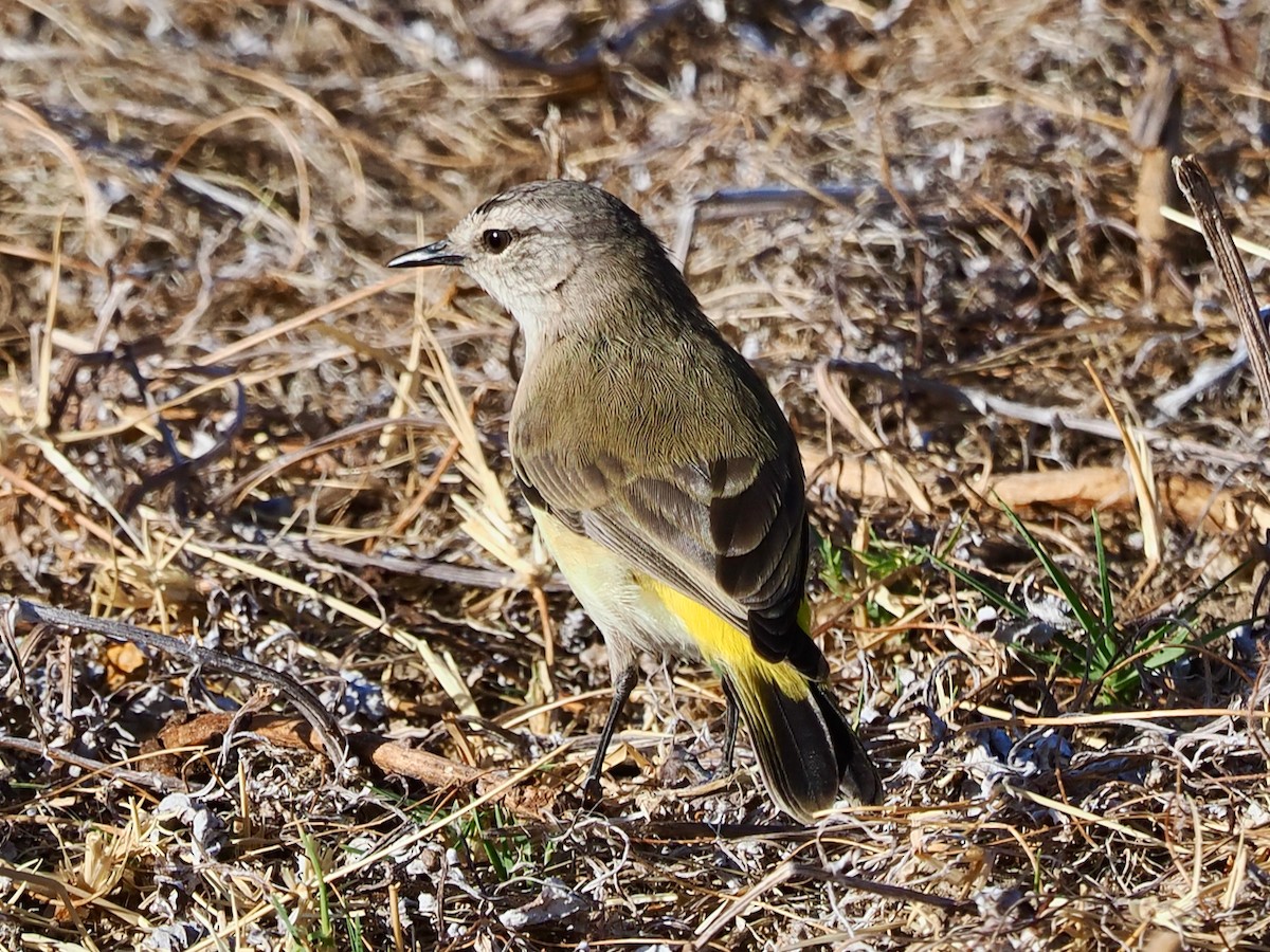 Yellow-rumped Thornbill - ML649387738