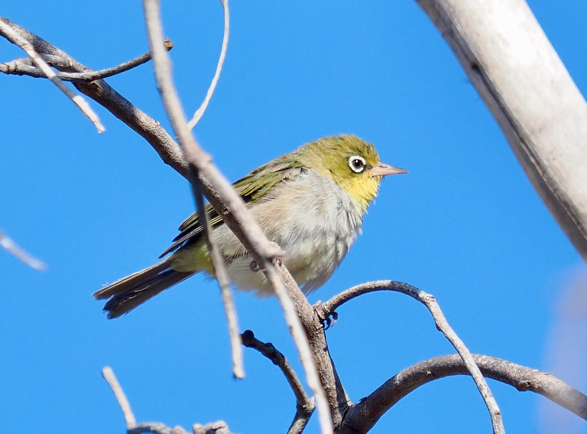 Silvereye (West Australian) - ML649387757