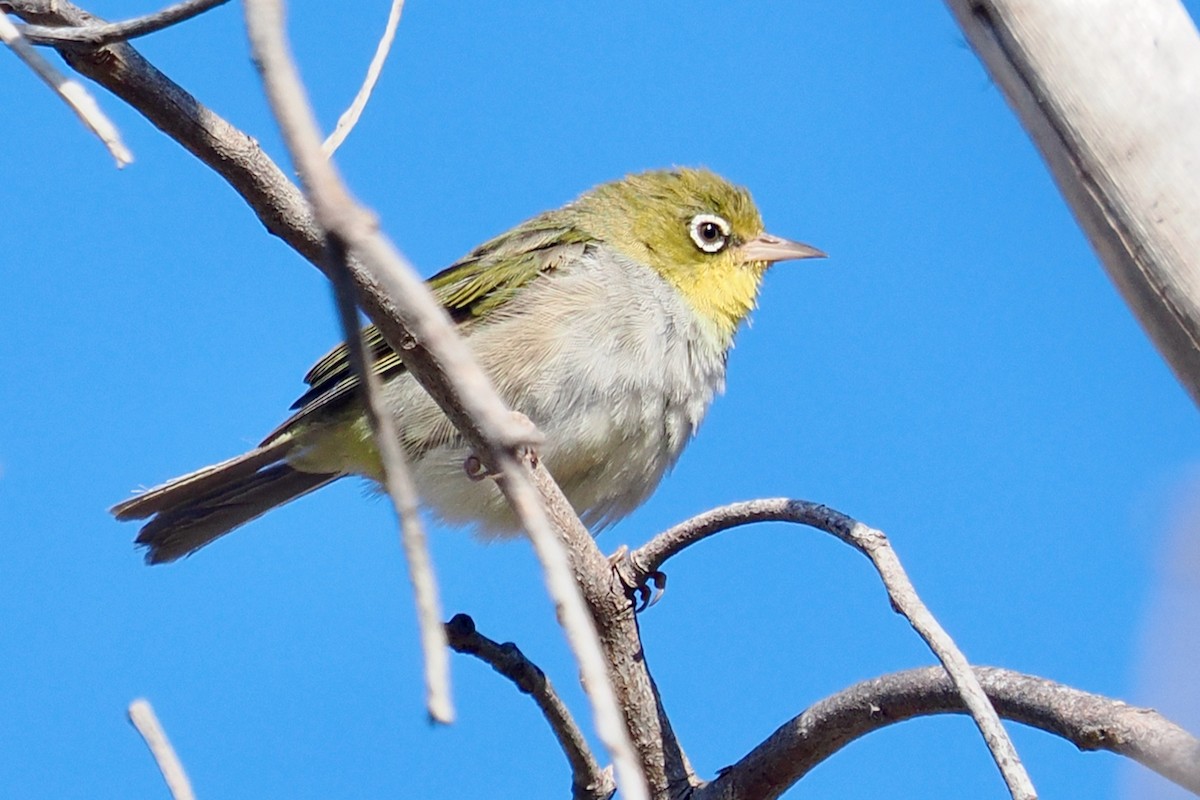 Silvereye (West Australian) - ML649387758
