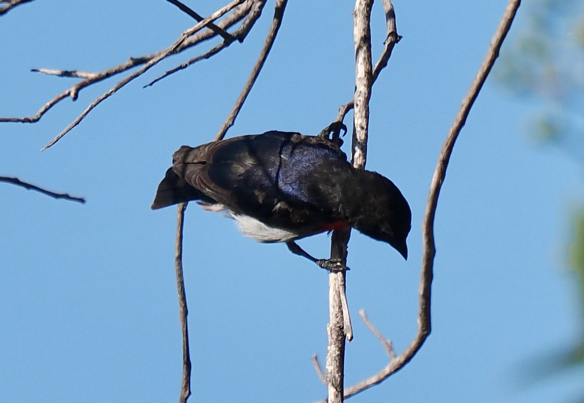 květozob vlaštovčí - ML649387764