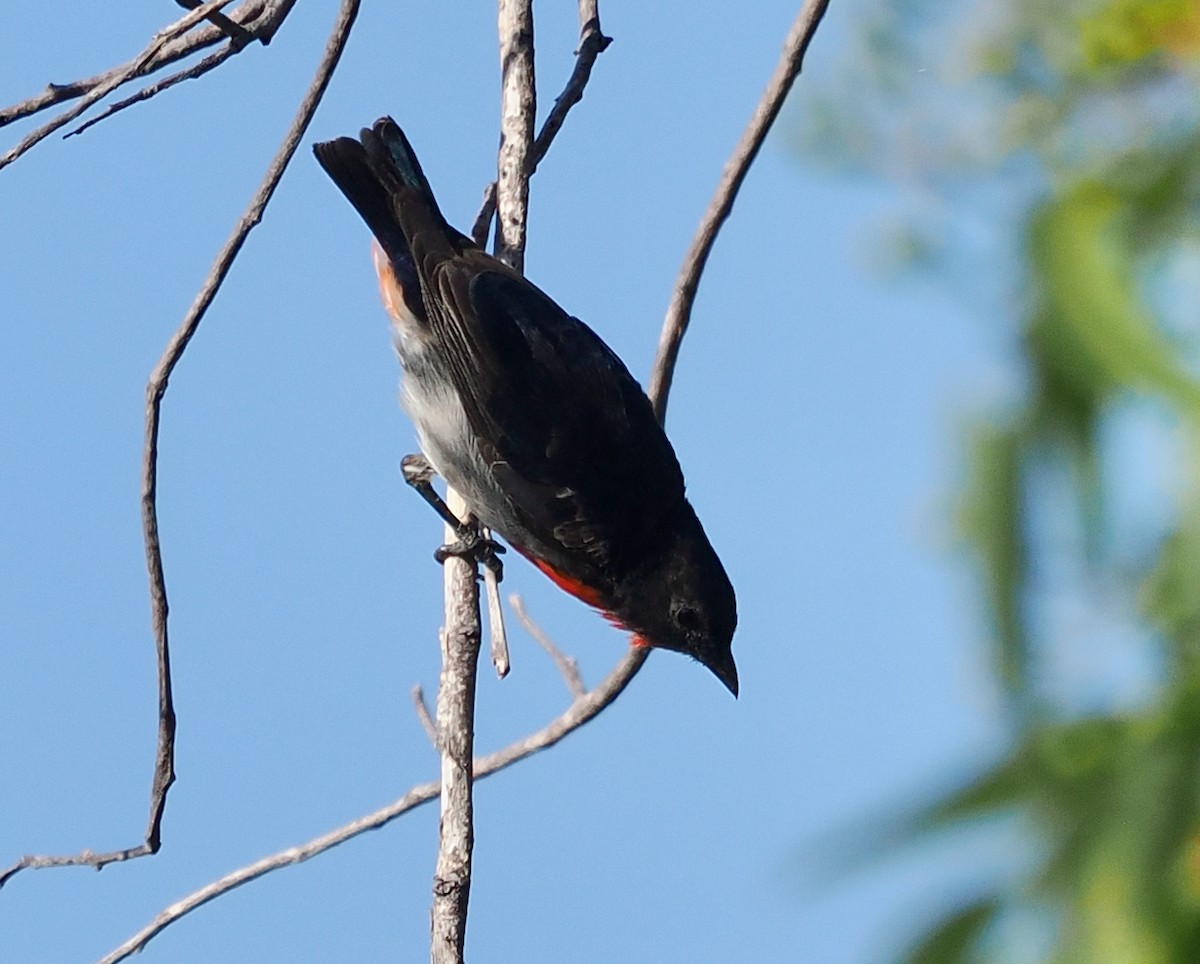 květozob vlaštovčí - ML649387766