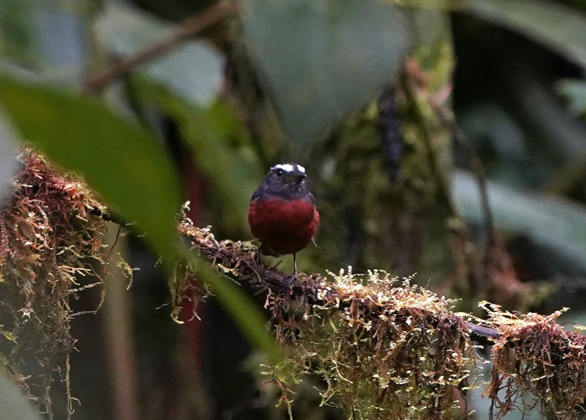 Chestnut-bellied Chat-Tyrant - ML649387888