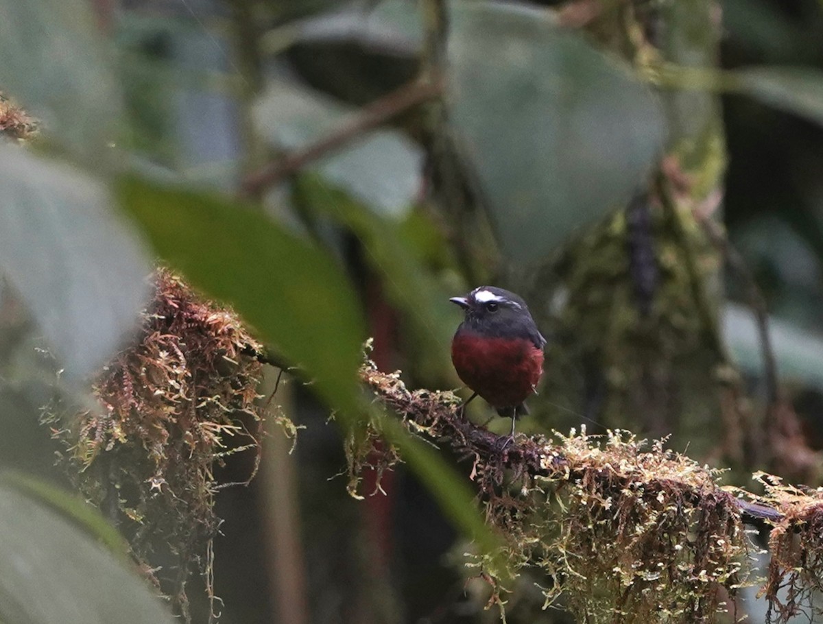 Chestnut-bellied Chat-Tyrant - ML649387889