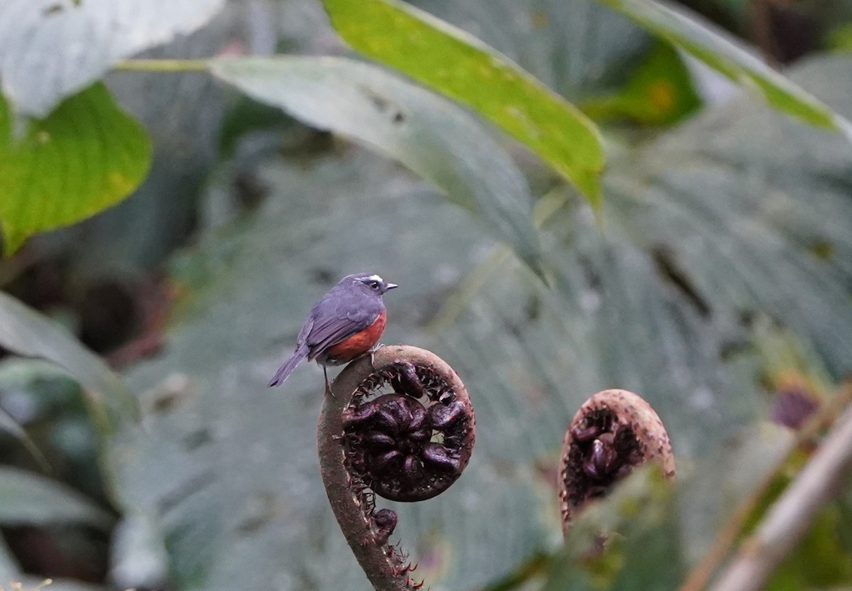 Chestnut-bellied Chat-Tyrant - ML649387890