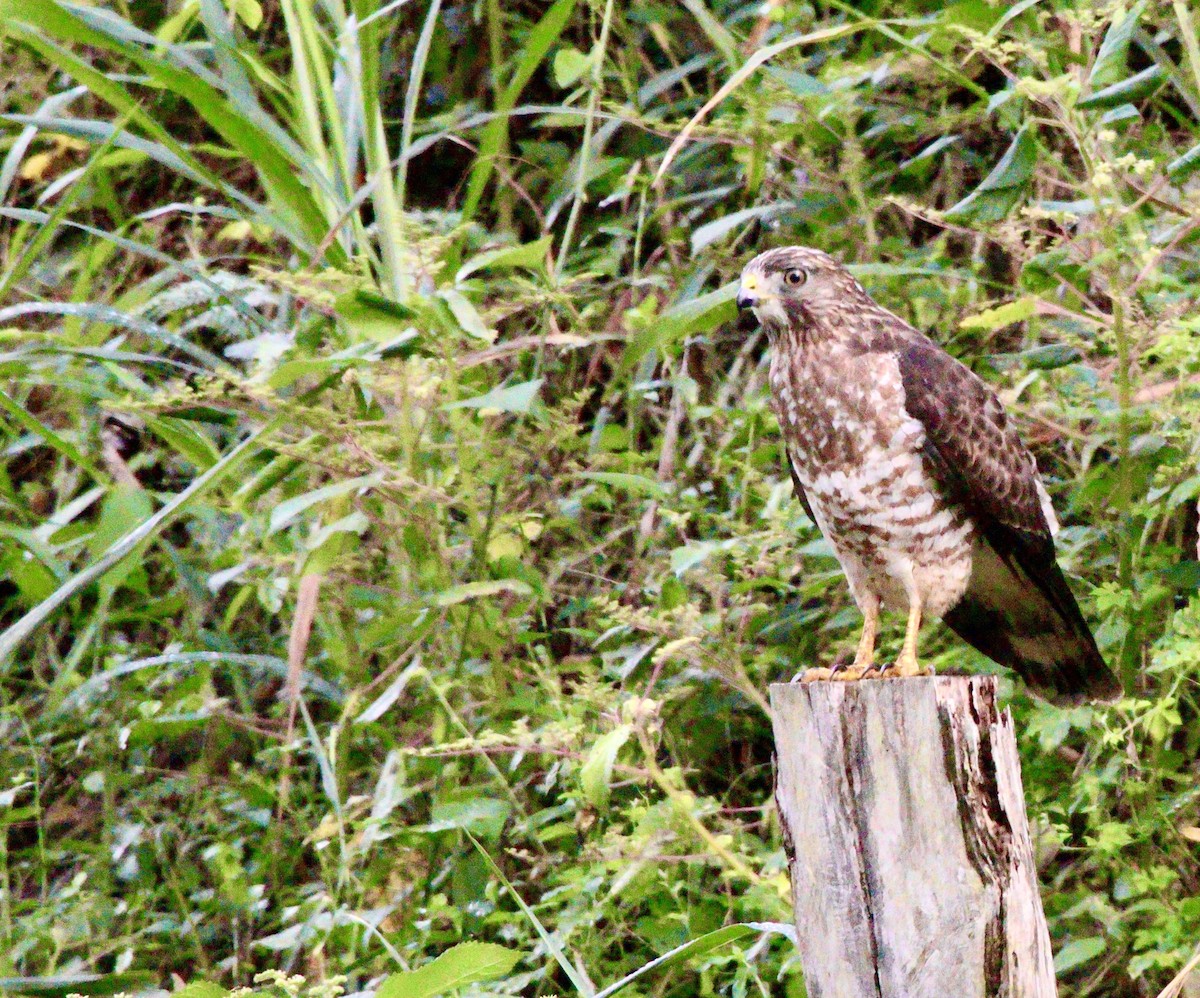 ハネビロノスリ - ML649388460