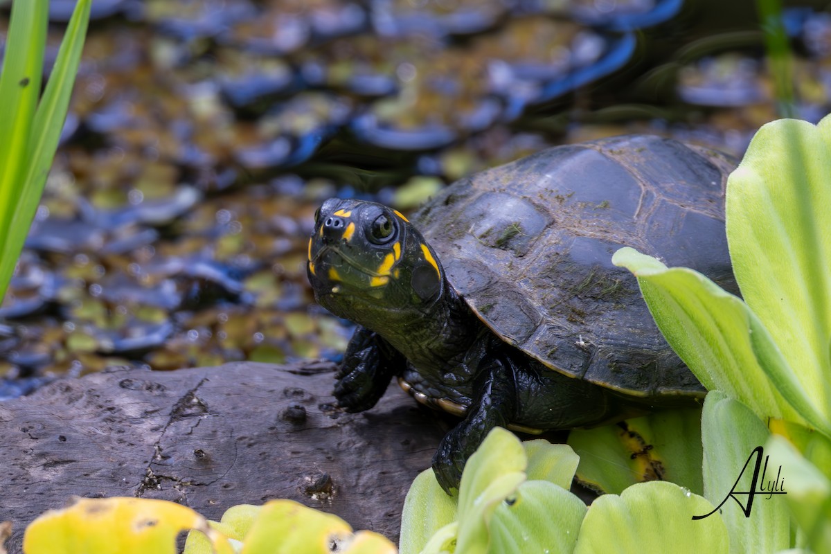 Reptiles - ML649388549