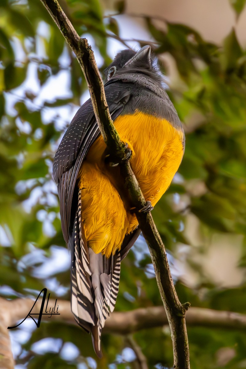 Green-backed Trogon - ML649388568