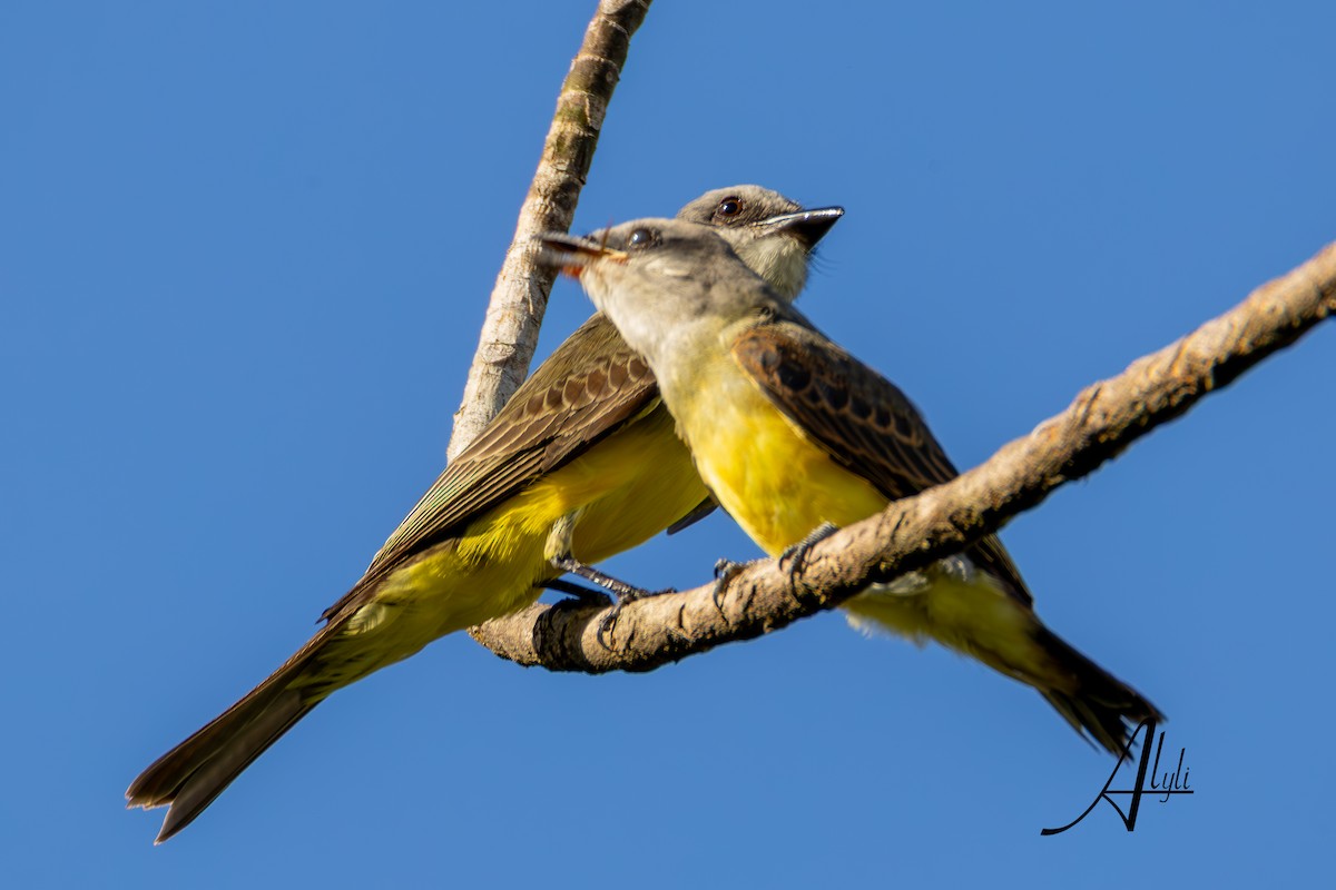 Tropical Kingbird - ML649388586