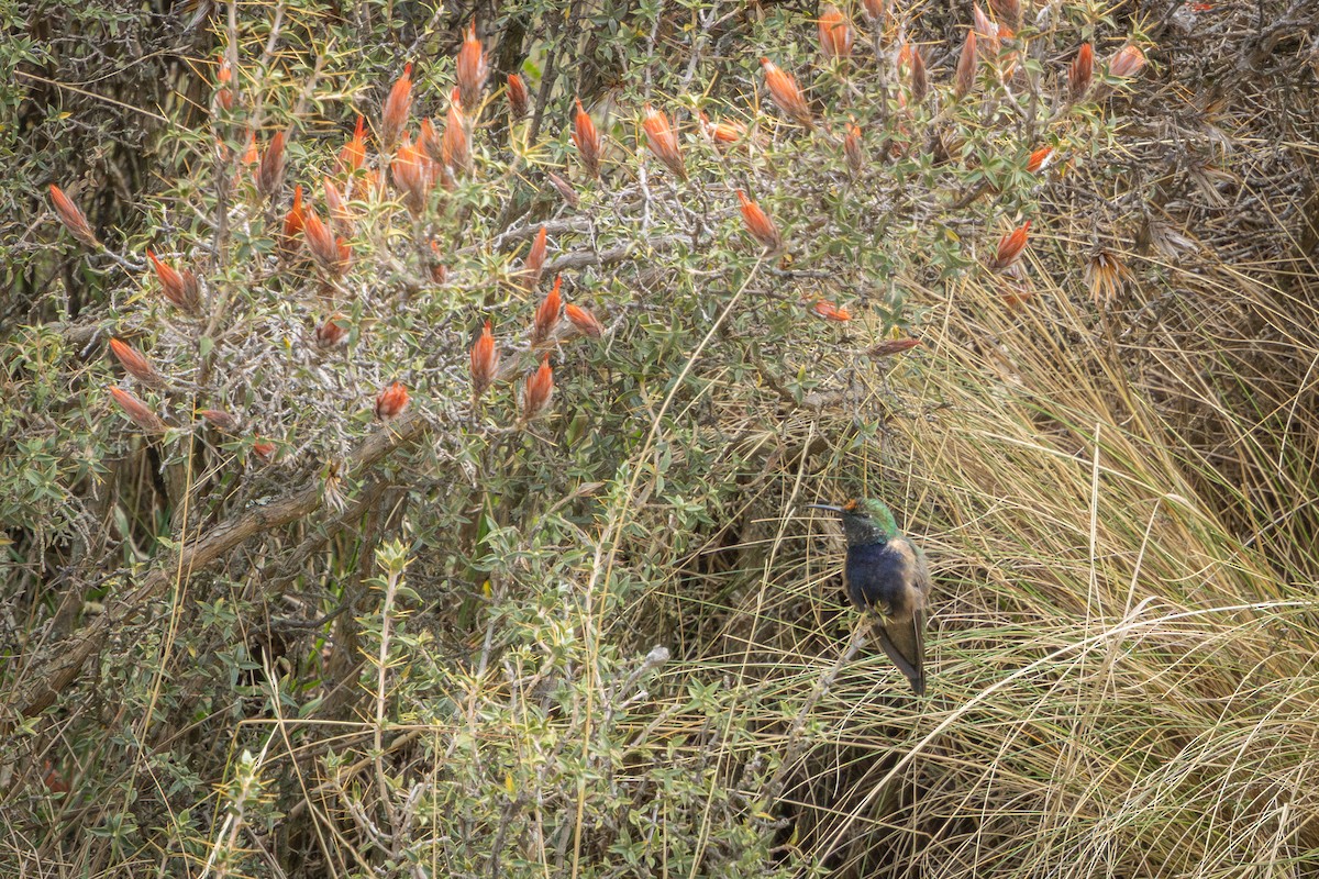 ムナグロヤマハチドリ - ML649388618