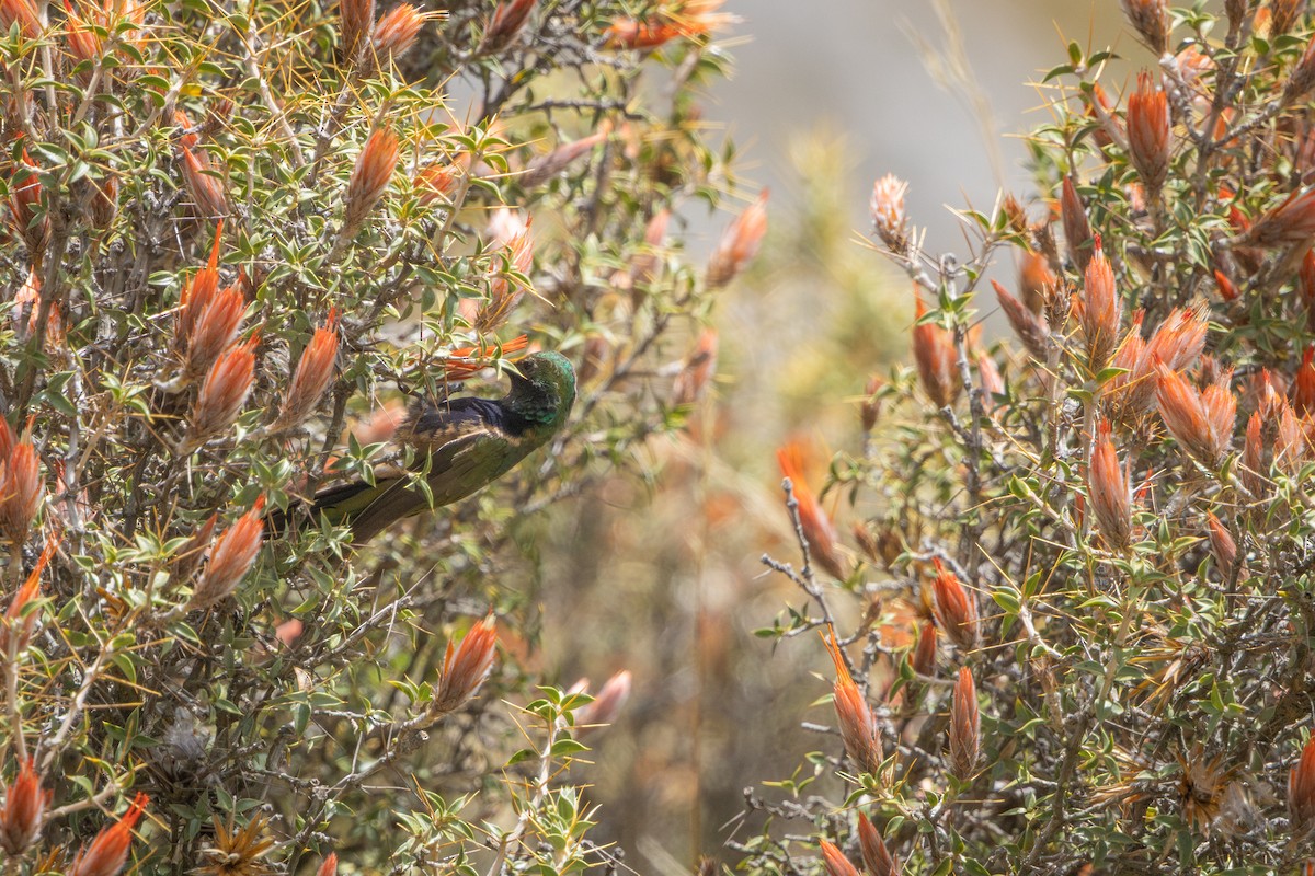 ムナグロヤマハチドリ - ML649388619