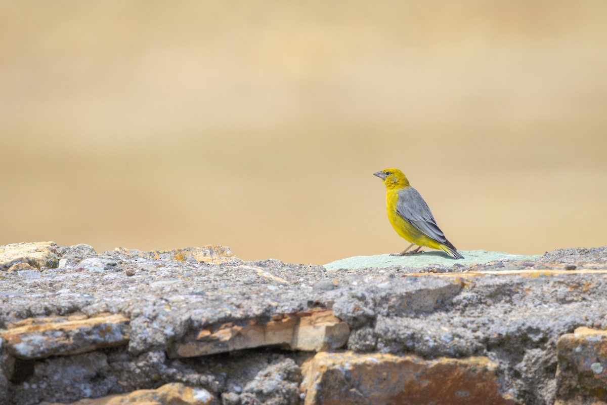 キゴシキンノジコ - ML649388621