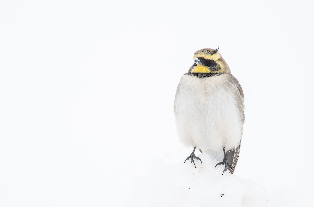 Horned Lark (Atlas) - ML649388625