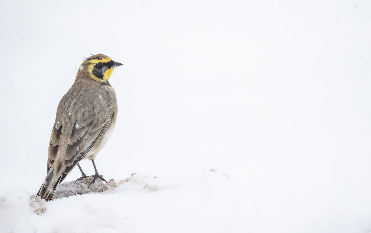 Horned Lark (Atlas) - ML649388627