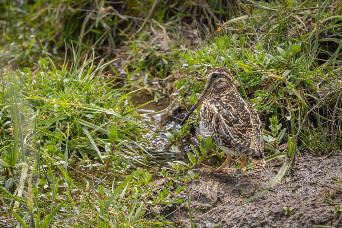 プナタシギ - ML649388664