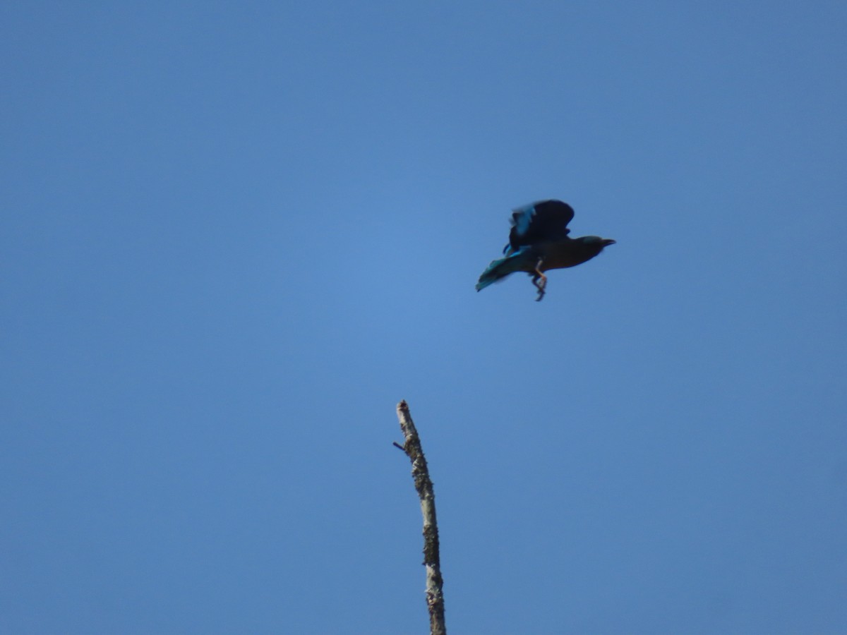 Indochinese Roller - ML649388761