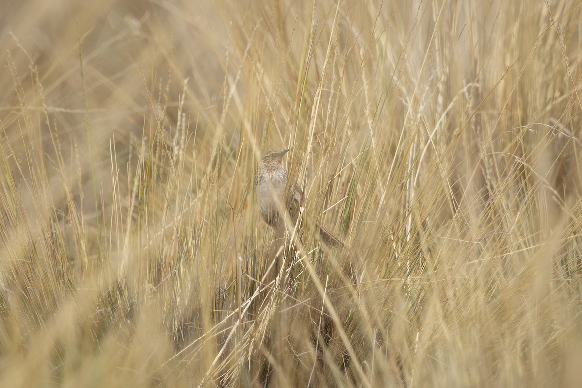 キノドカマドドリ - ML649388781