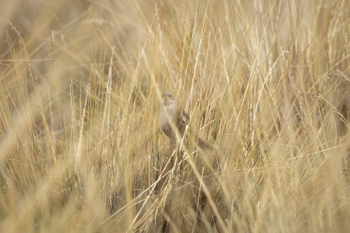 キノドカマドドリ - ML649388782