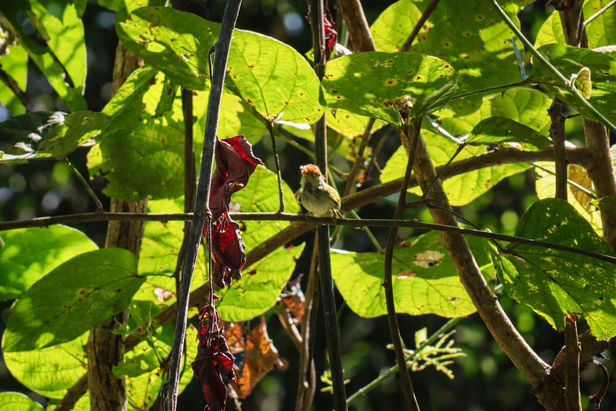 Dark-necked Tailorbird - ML649388783