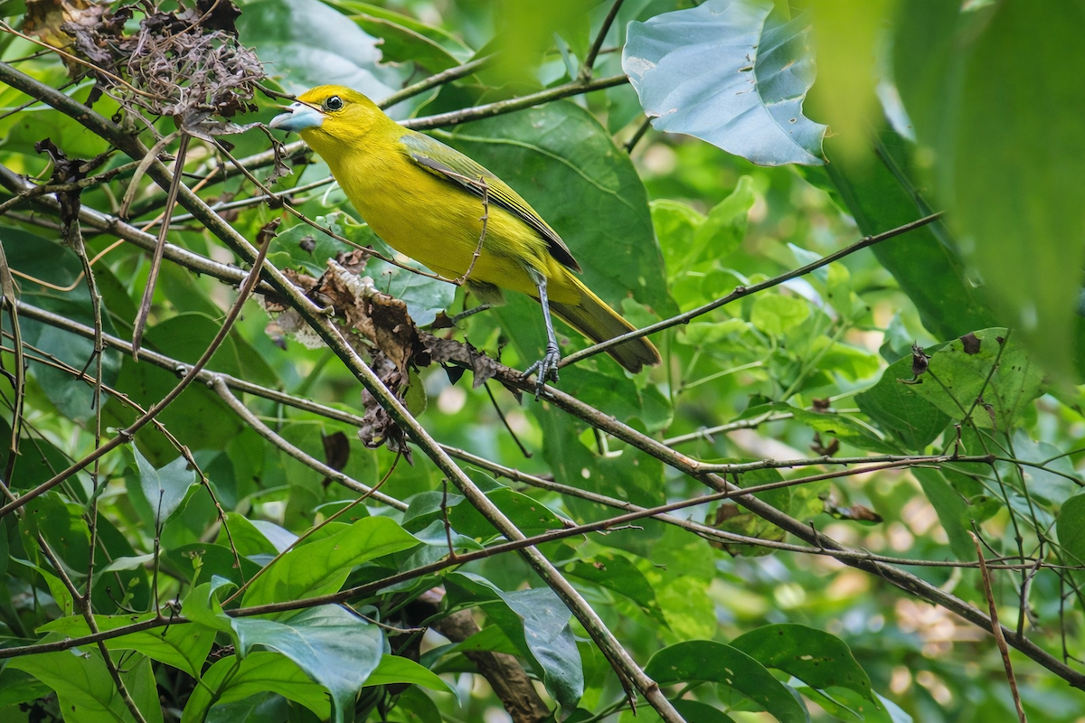 Great Iora - ML649388812