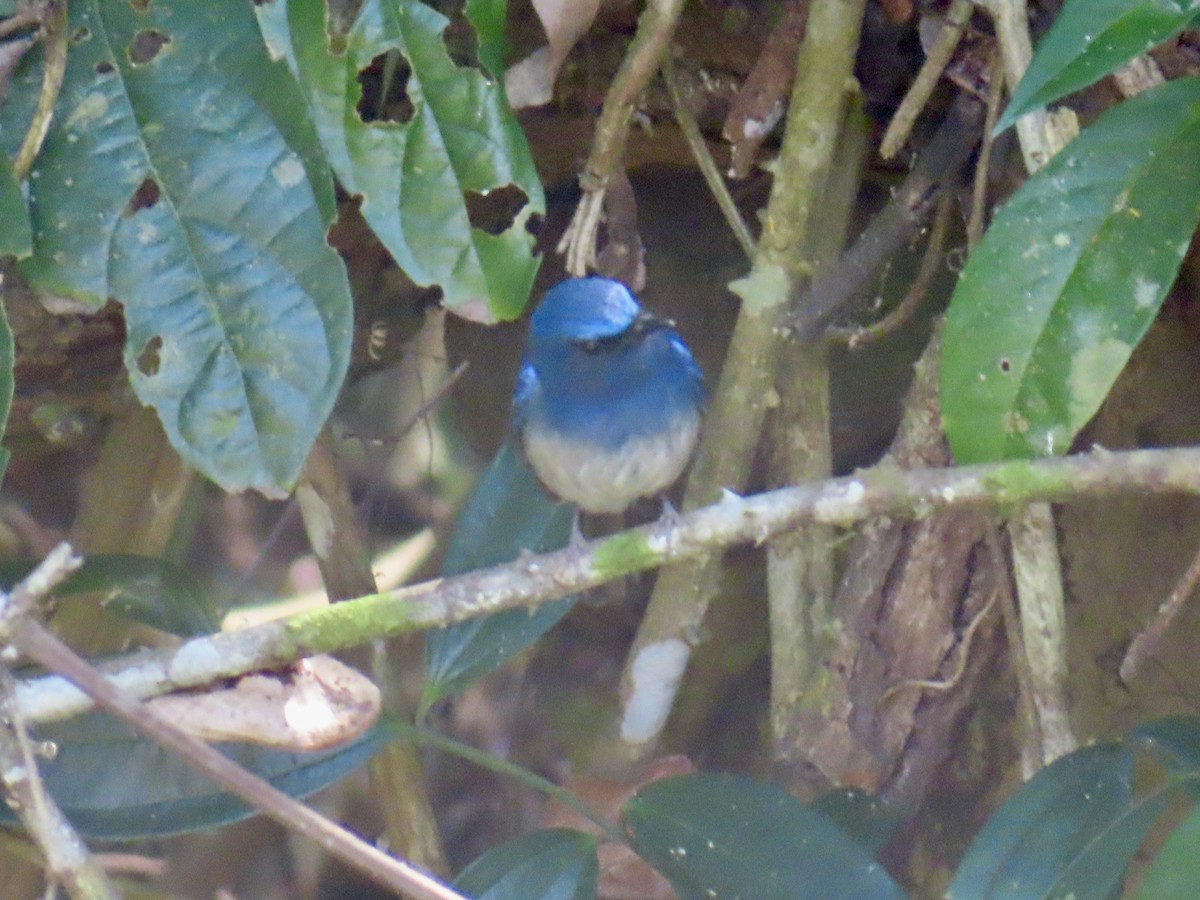 Hainan Blue Flycatcher - ML649388823