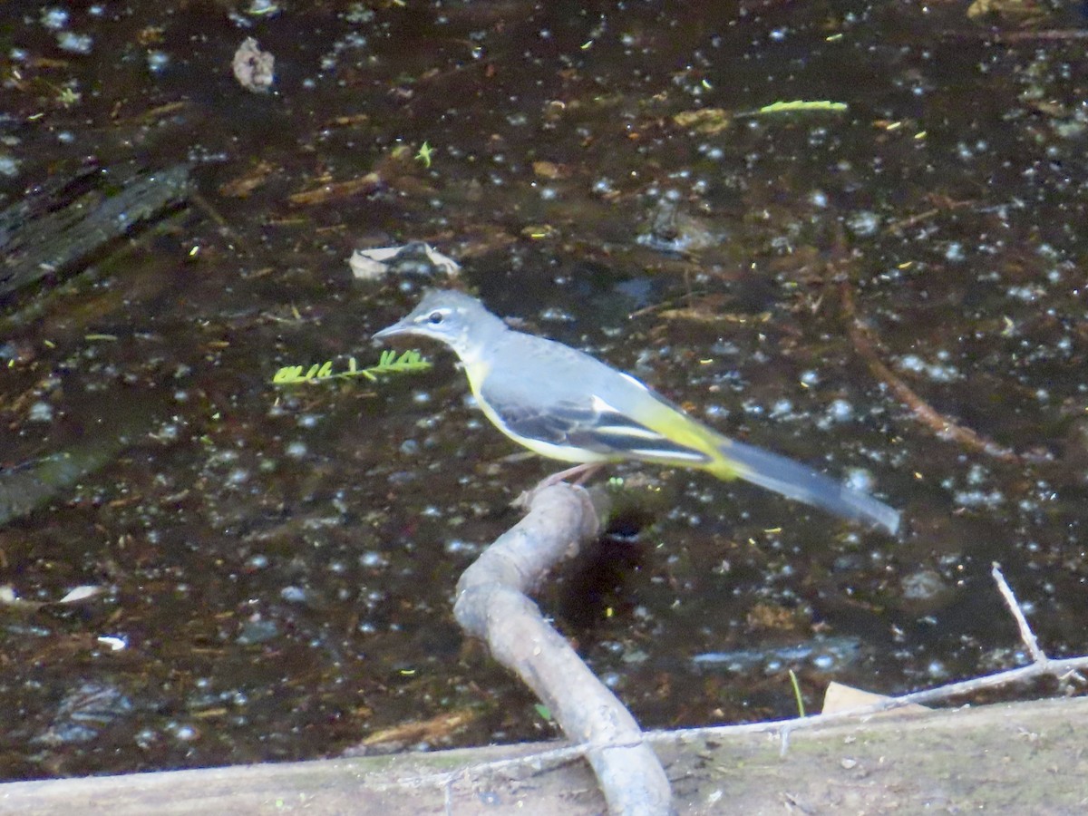 Gray Wagtail - ML649388830