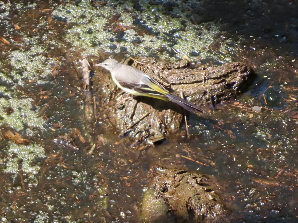 Gray Wagtail - ML649388831