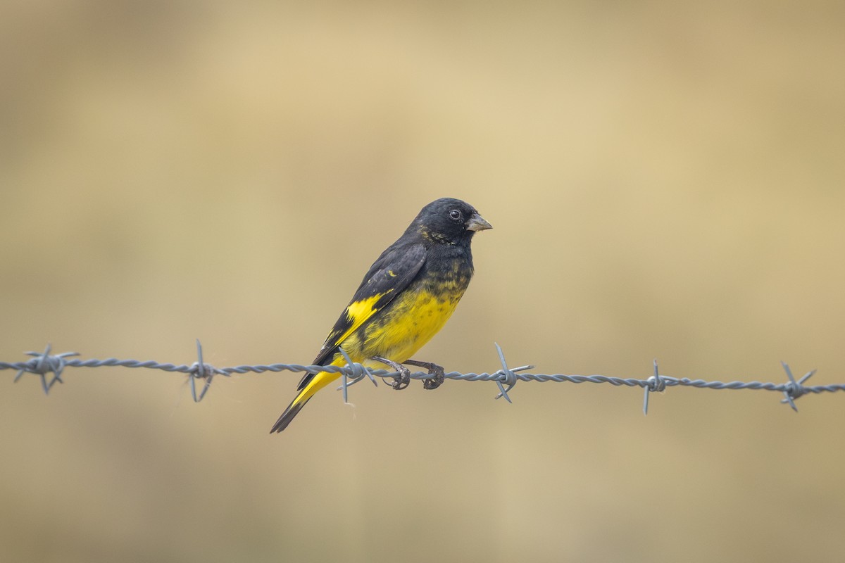 クロヒワ - ML649388845