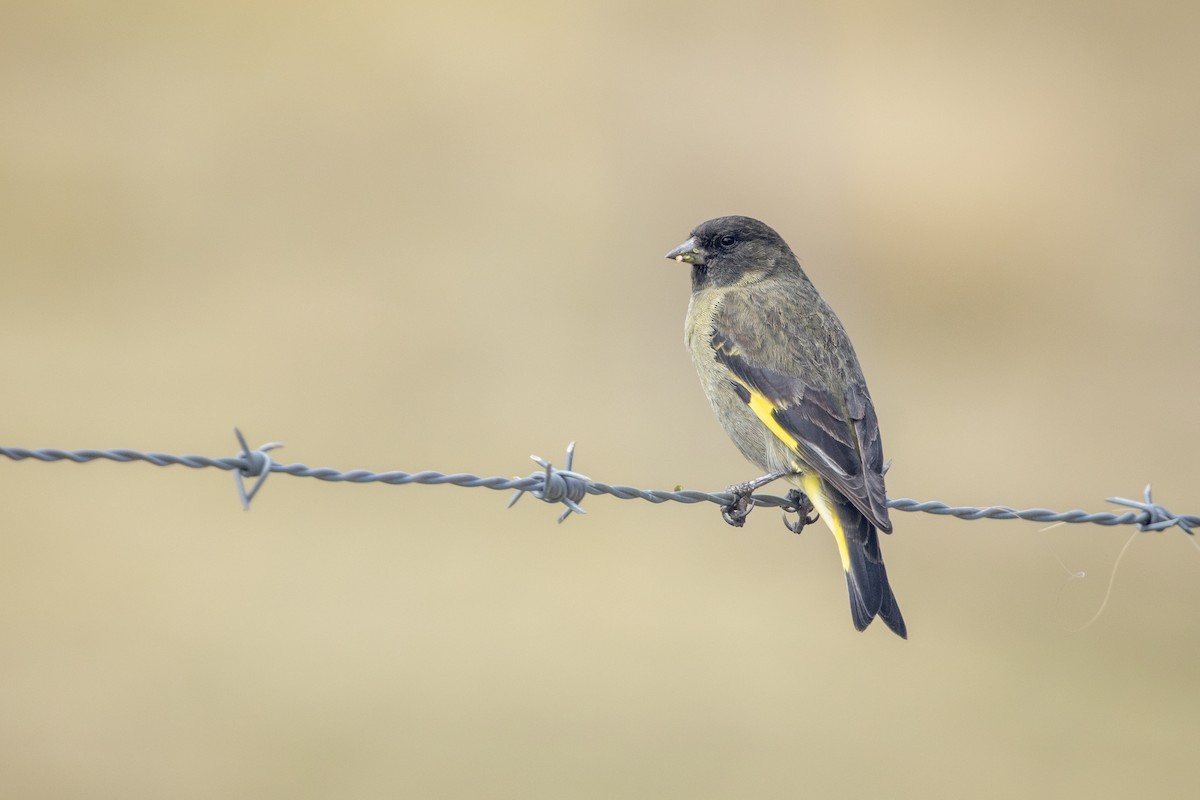 クロヒワ - ML649388846