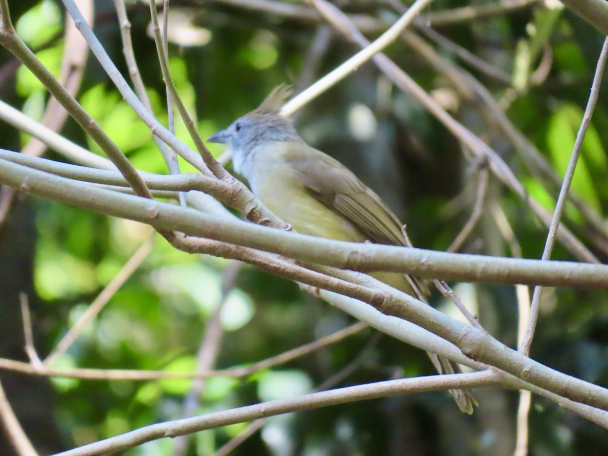 Puff-throated Bulbul - ML649388851